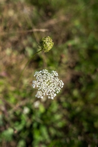 La CAROTTE SAUVAGE